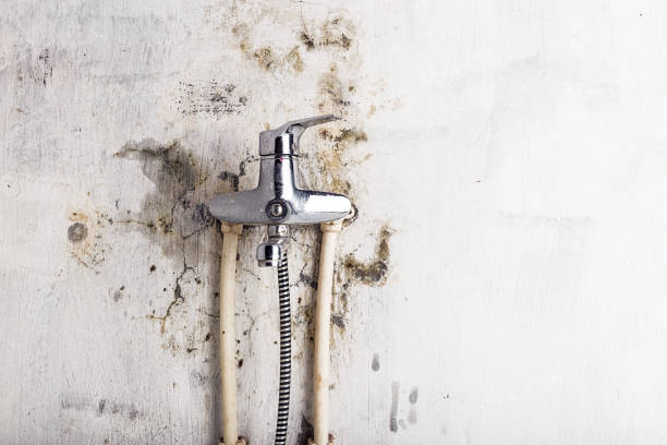 Best Mold Damage Repair  in Gorevle, IL