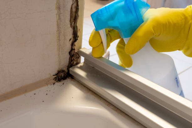 Best Mold Removal Near Me  in Gorevle, IL