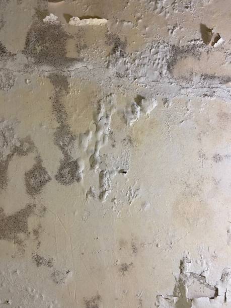 Reliable Goreville, IL Mold Removal Solutions