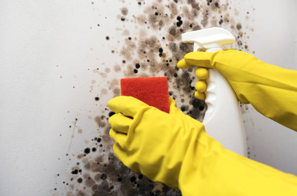 Best Certified Mold Removal  in Gorevle, IL
