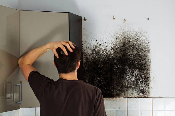 Mold Removal and Inspection in Goreville, IL
