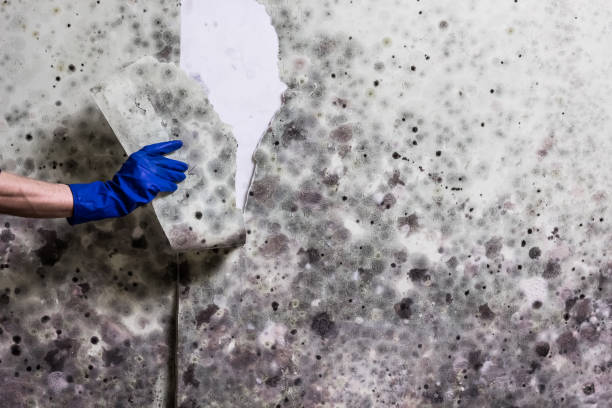 Best Local Mold Removal Service  in Gorevle, IL