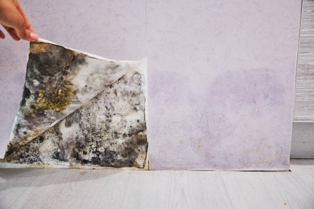 Best Fast Mold Removal  in Gorevle, IL